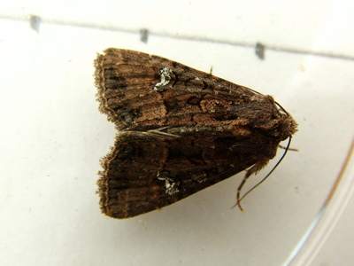 Common Rustic